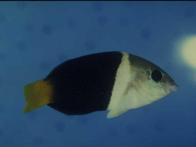 Hemigymnus melapterus